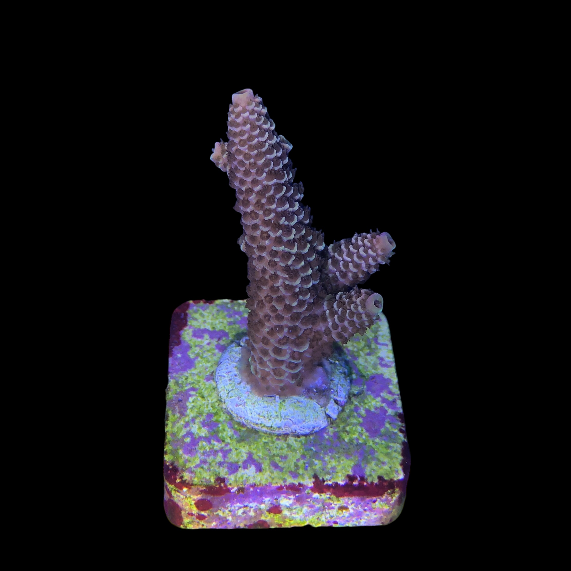 Spathulata Purple Tips M - Imagem 2