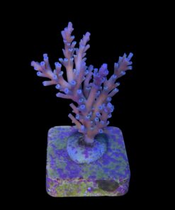 Alternative view of Speciosa G