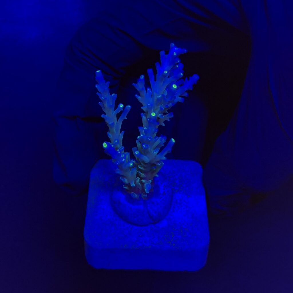 Ocyan