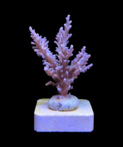 Alternative view of Speciosa G