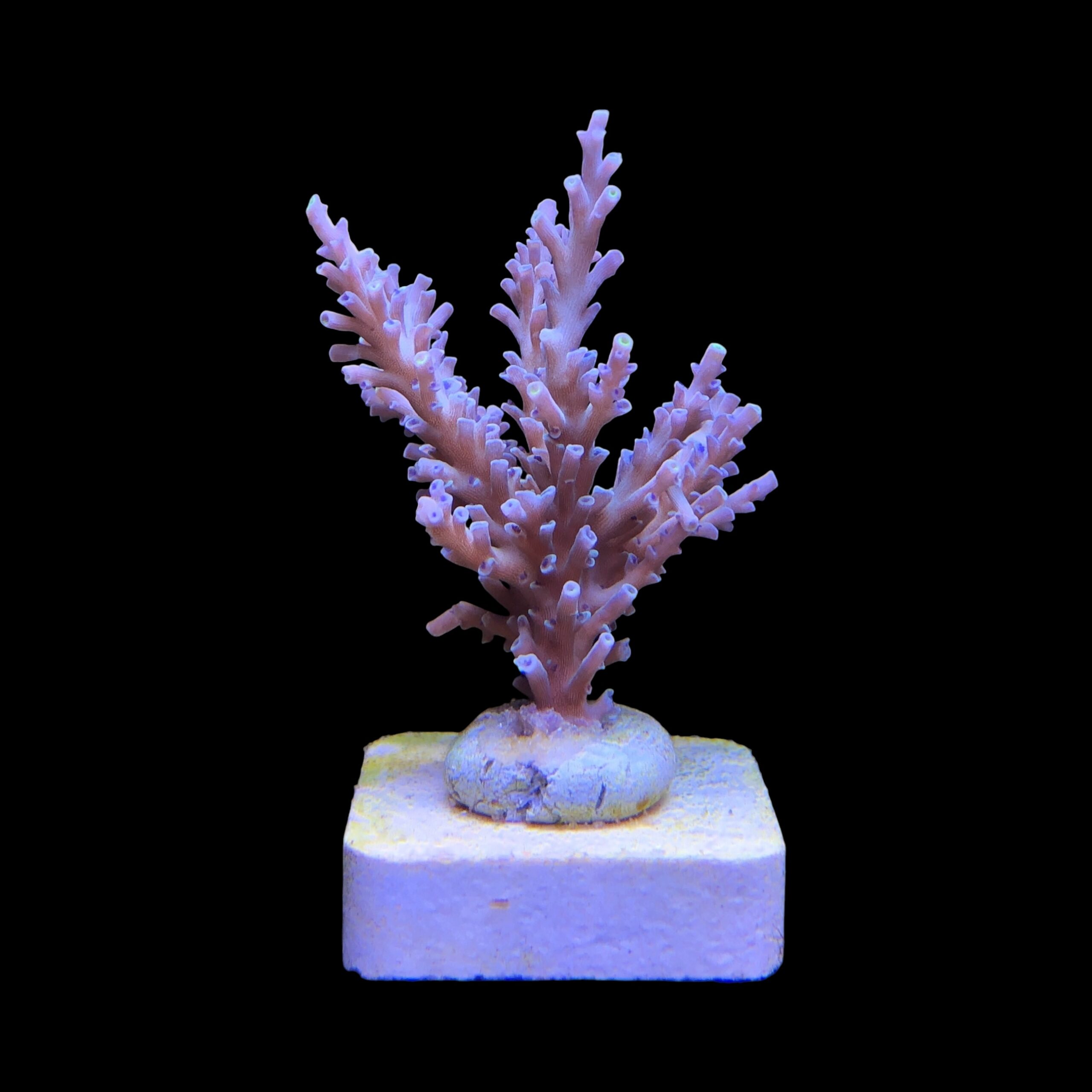 Speciosa G - Imagem 2