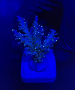 Speciosa G