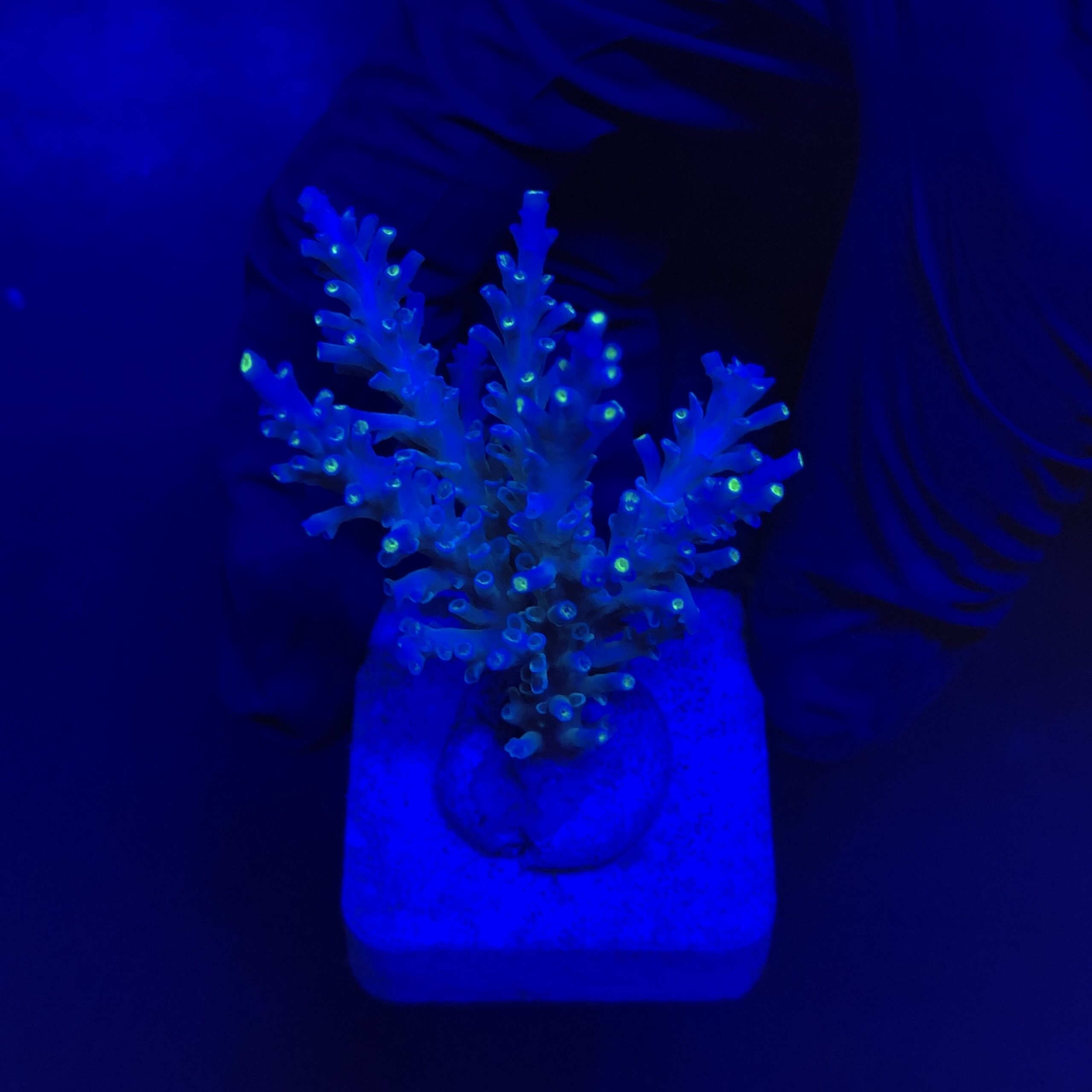 Speciosa G