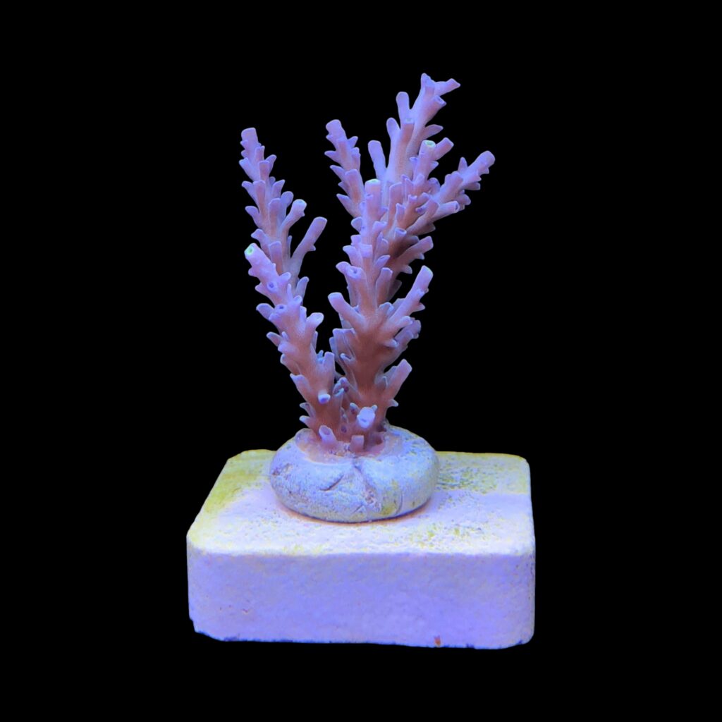 Ocyan