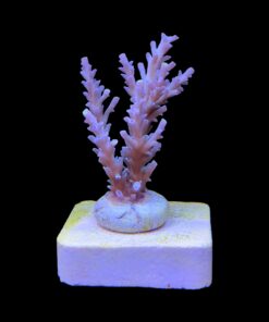 Alternative view of Speciosa M