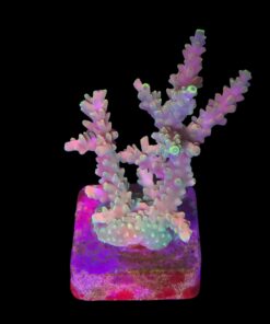 Strawberry Shortcake Bali G