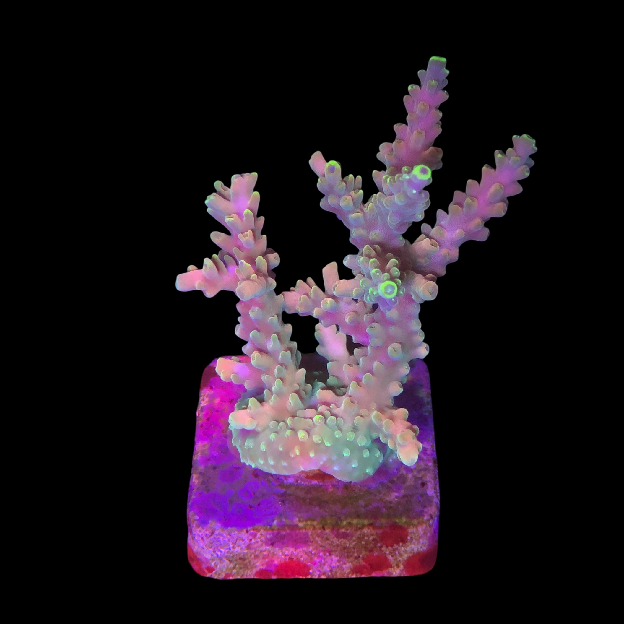 Strawberry Shortcake Bali G