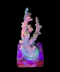 Strawberry Shortcake Bali G