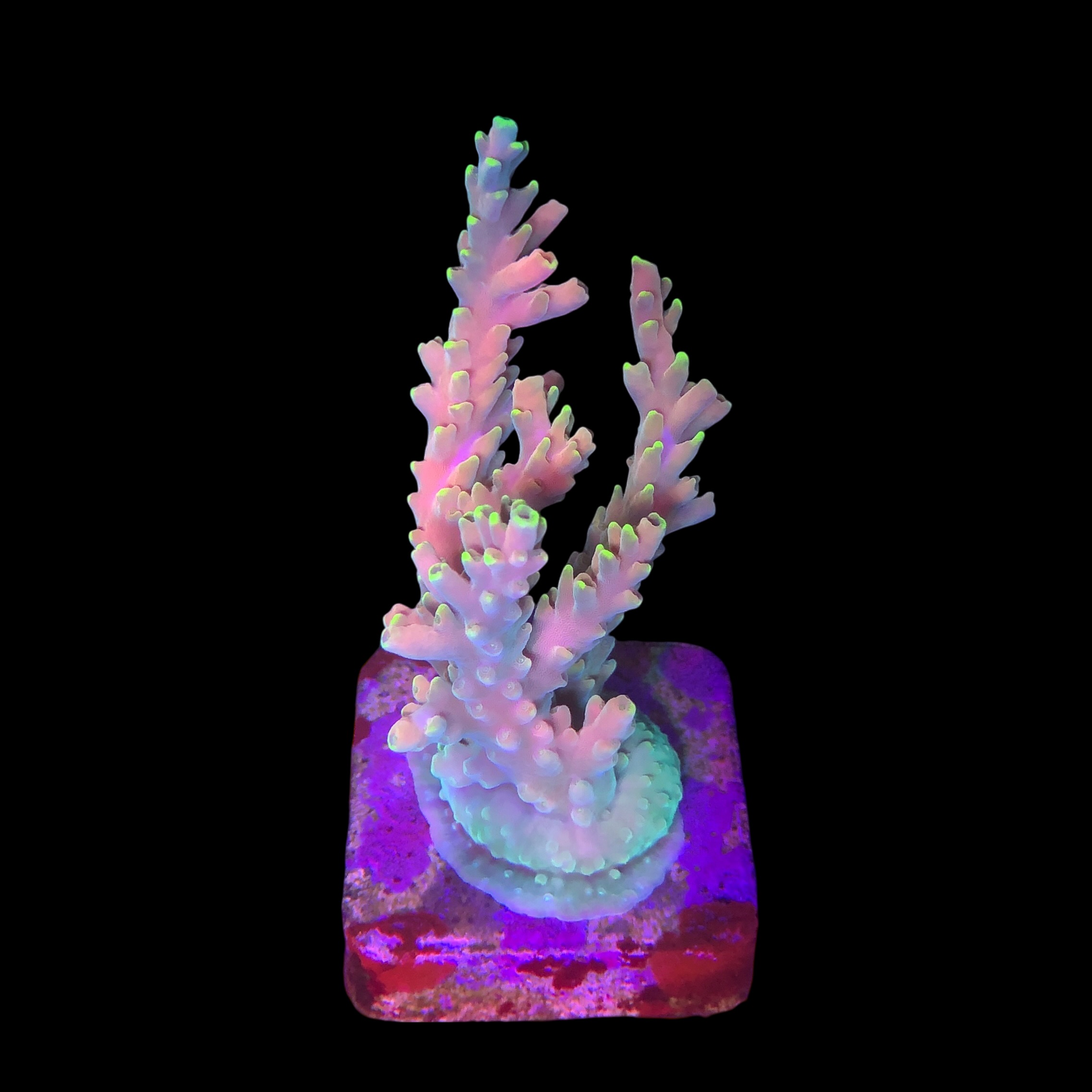 Strawberry Shortcake Bali G