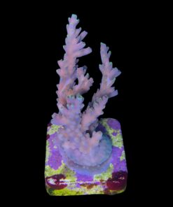 Alternative view of Strawberry Shortcake Bali G