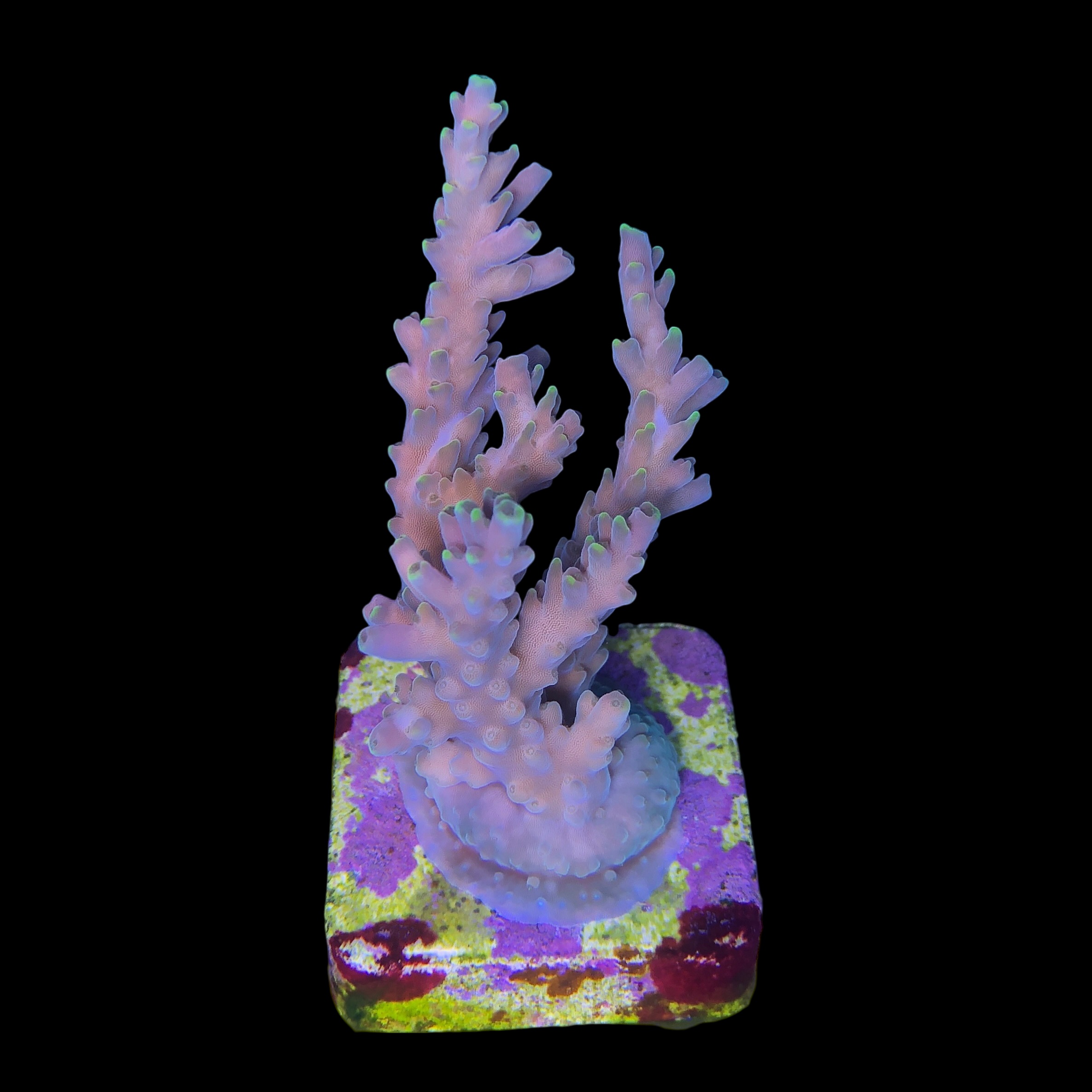 Strawberry Shortcake Bali G - Imagem 2