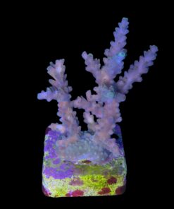 Alternative view of Strawberry Shortcake Bali G