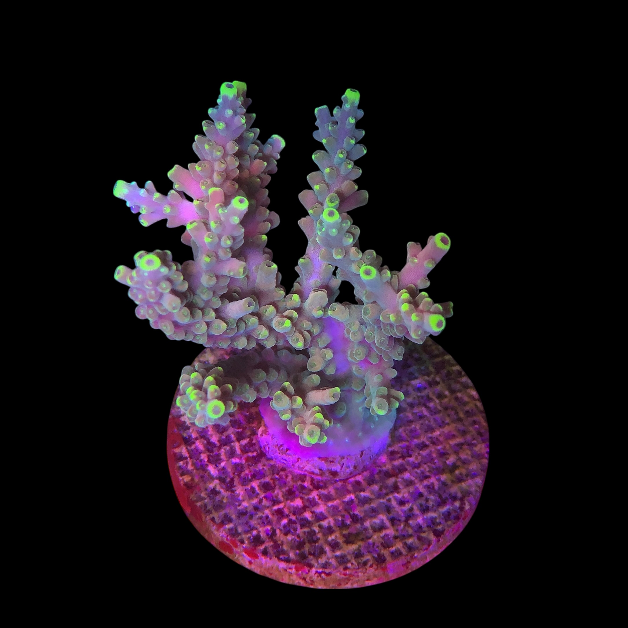 Strawberry Shortcake Bali G