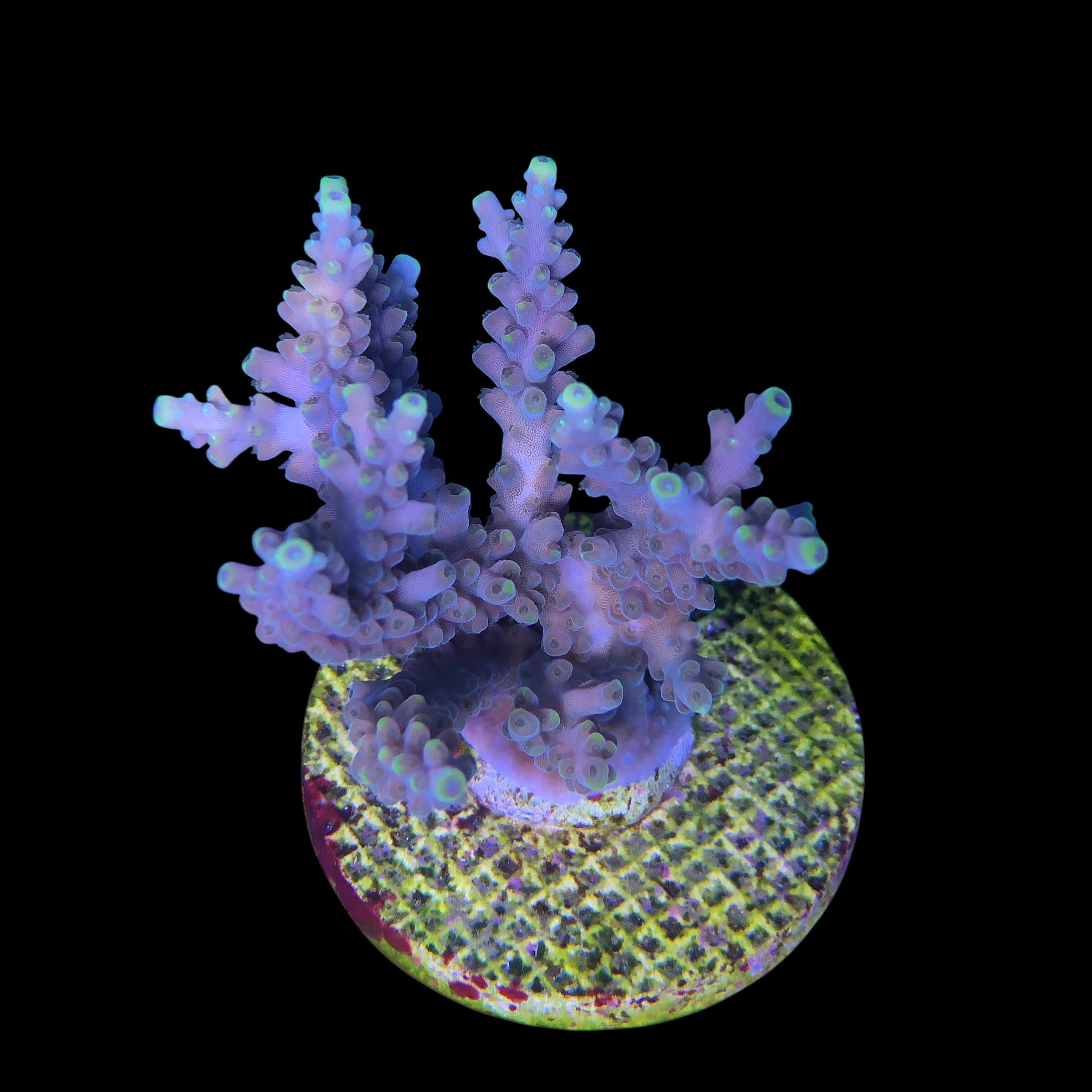 Strawberry Shortcake Bali G - Imagem 2