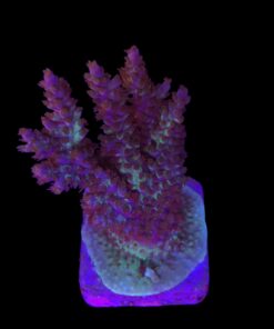 Subulata Purple Mini Colônia