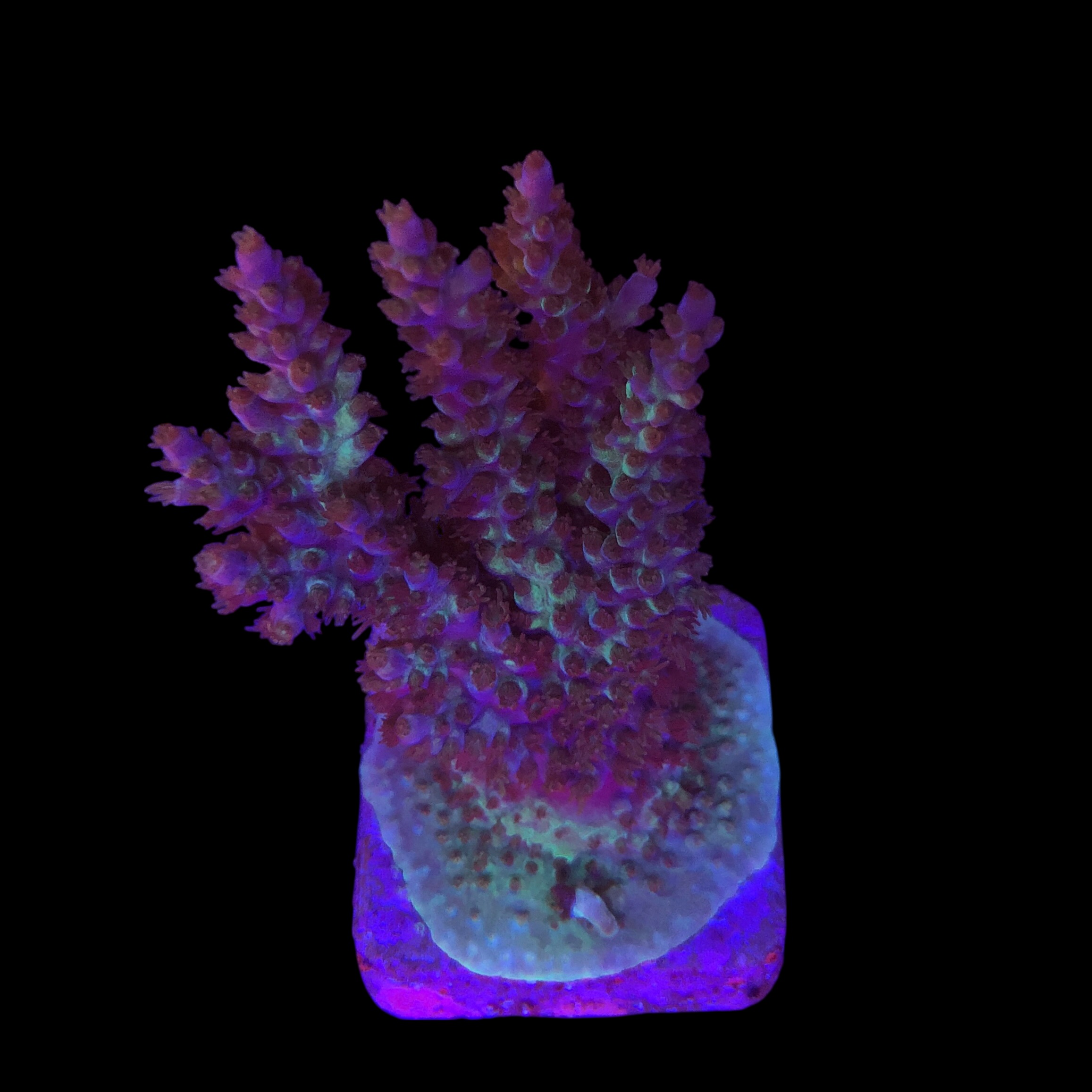 Subulata Purple Mini Colônia