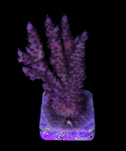 Alternative view of Subulata Purple Mini Colônia