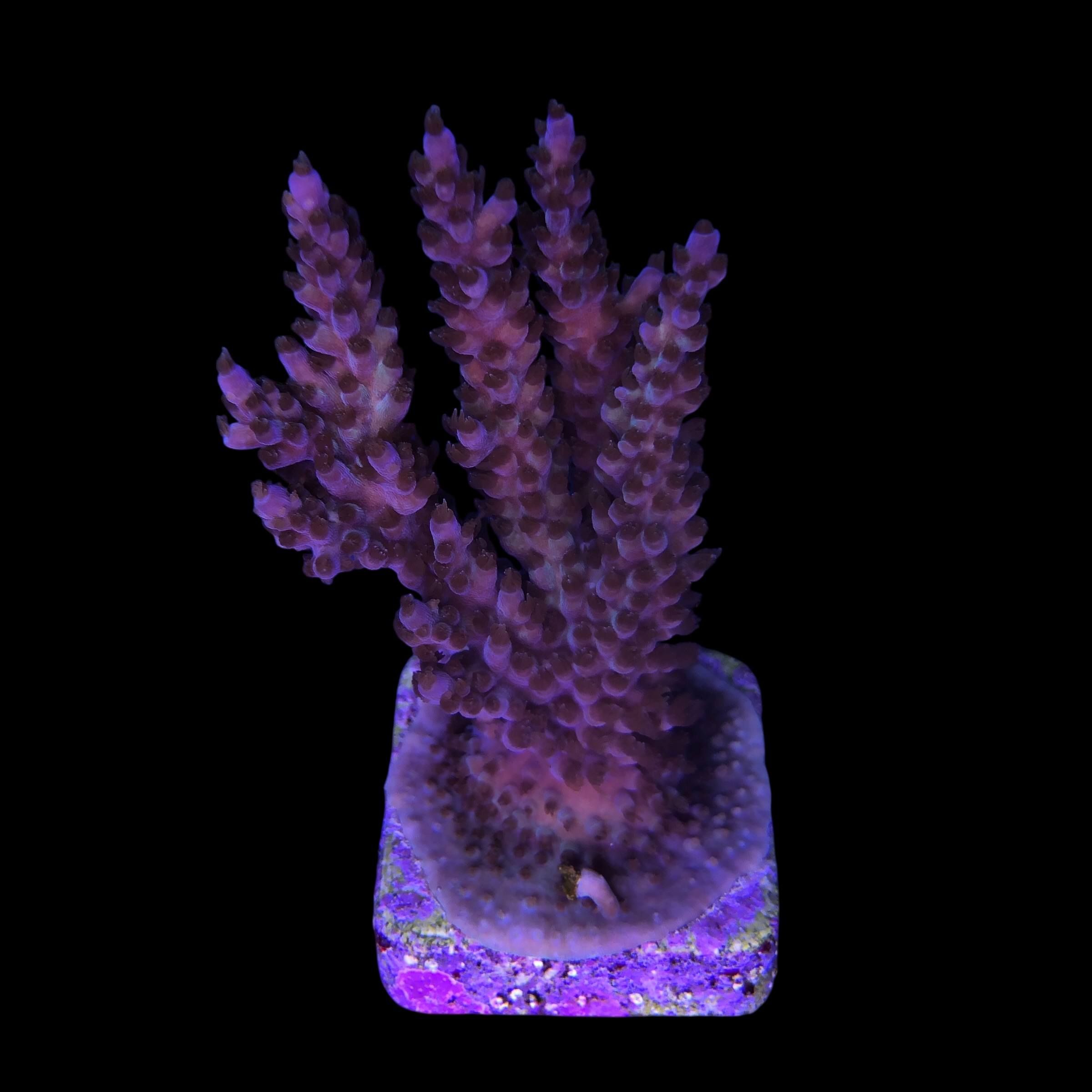 Subulata Purple Mini Colônia - Imagem 2