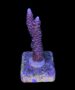 Alternative view of Tenuis Apocalypse M