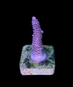 Alternative view of Tenuis Apocalypse M