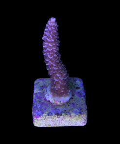 Alternative view of Tenuis Apocalypse M