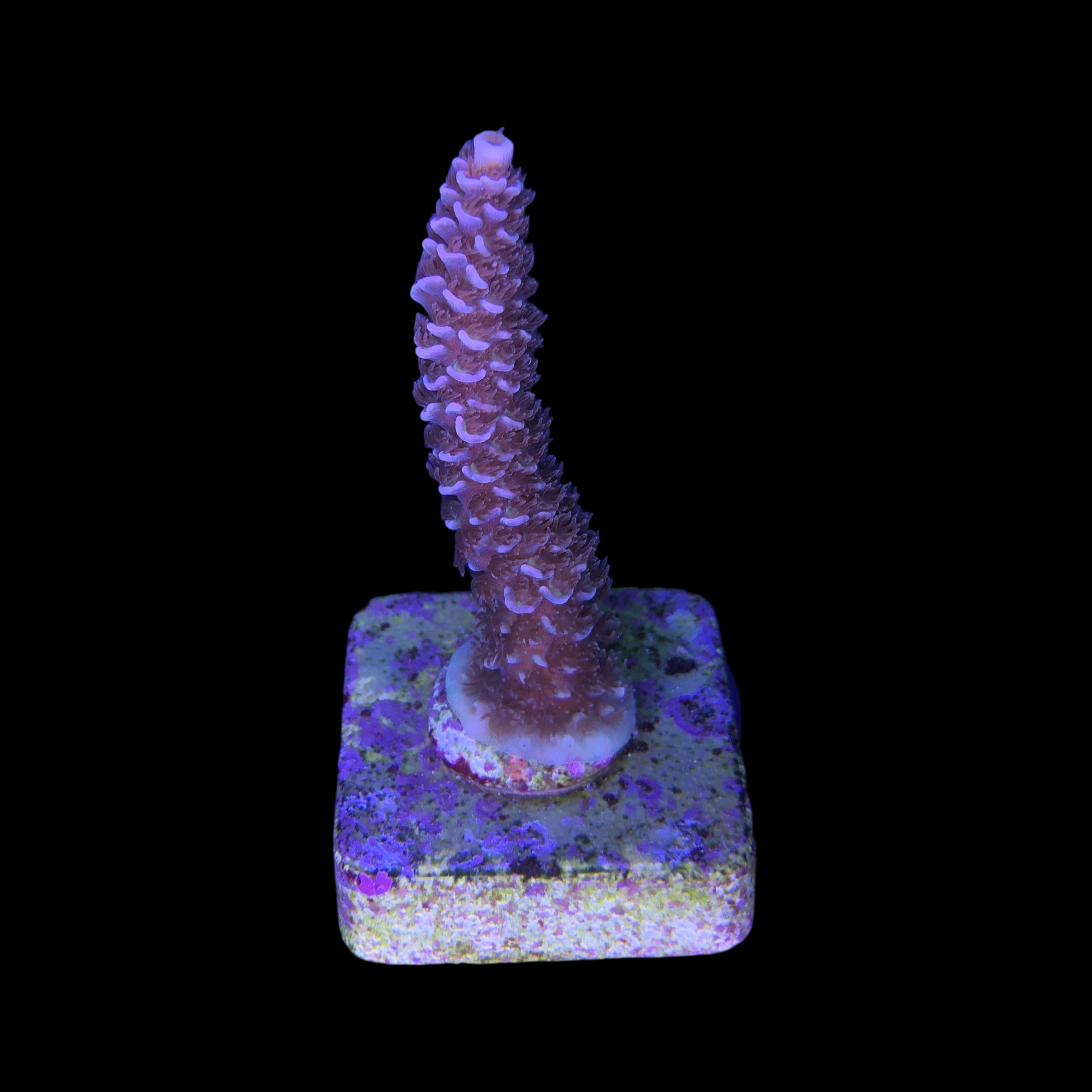 Tenuis Apocalypse M - Imagem 2