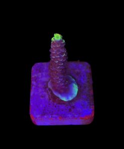 Tenuis Fruits Loops M