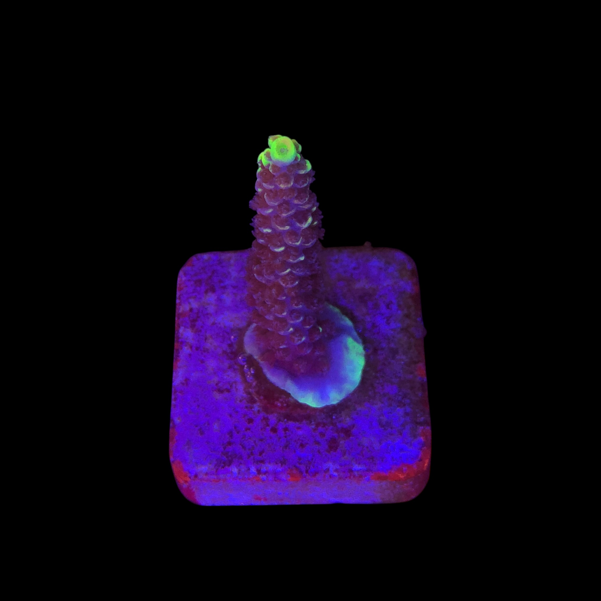 Tenuis Fruits Loops M