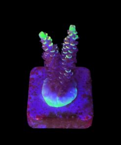 Tenuis Fruits Loops M NOVIDADE