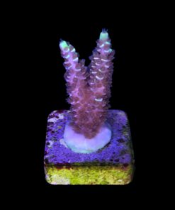 Alternative view of Tenuis Fruits Loops M NOVIDADE