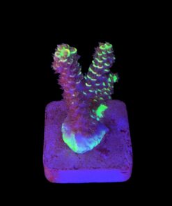 Tenuis Fruits Loops M NOVIDADE