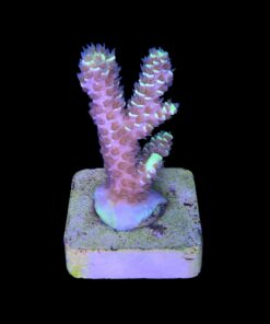 Alternative view of Tenuis Fruits Loops M NOVIDADE