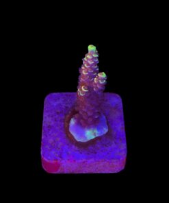 Tenuis Fruits Loops M NOVIDADE