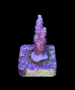 Alternative view of Tenuis Fruits Loops M NOVIDADE