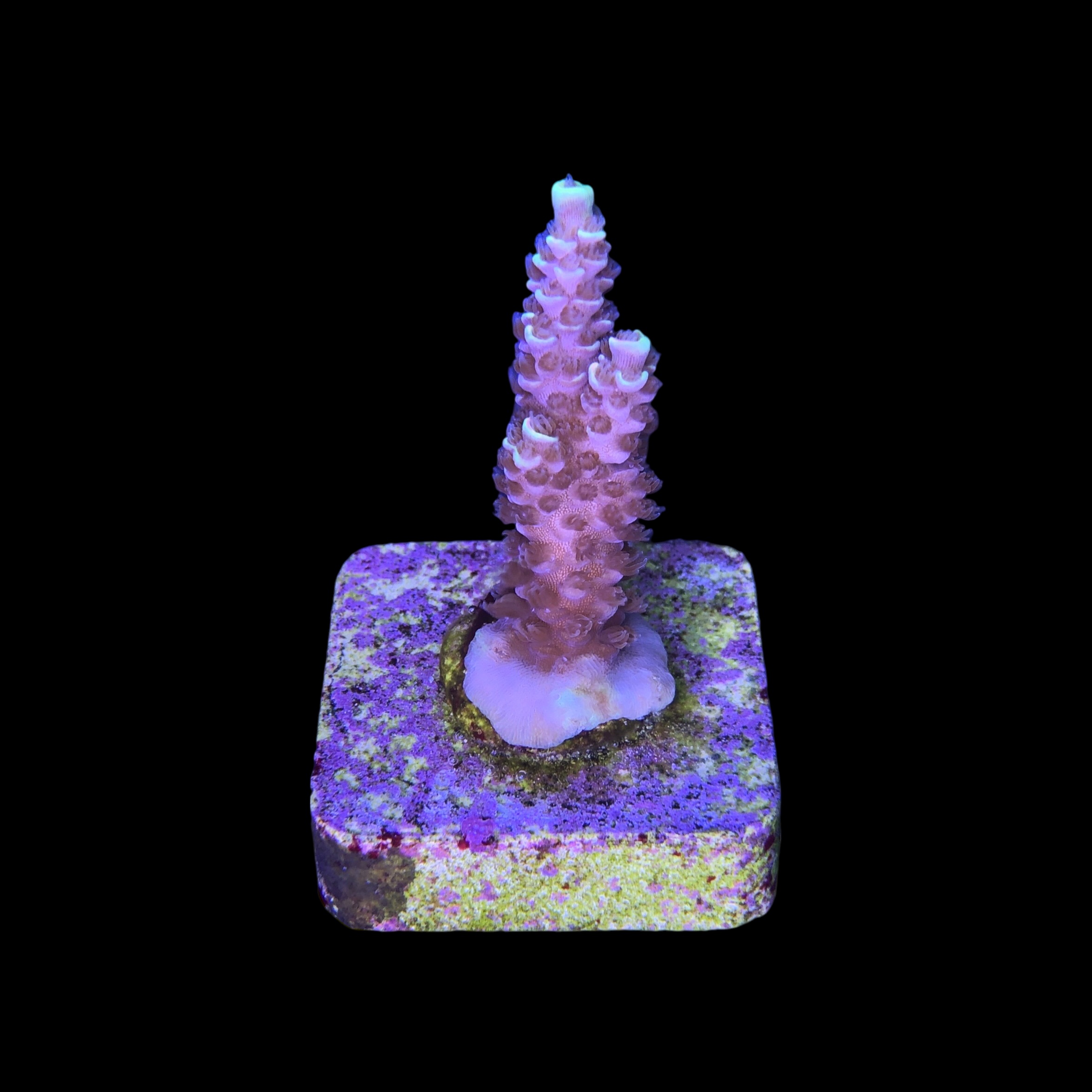 Tenuis Fruits Loops M NOVIDADE - Imagem 2