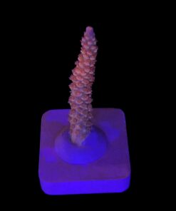 Tenuis Walt Disney M