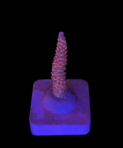 Tenuis Walt Disney M