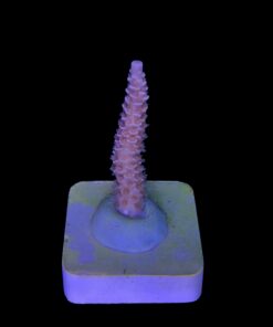 Alternative view of Tenuis Walt Disney M