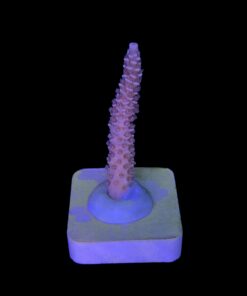 Alternative view of Tenuis Walt Disney M