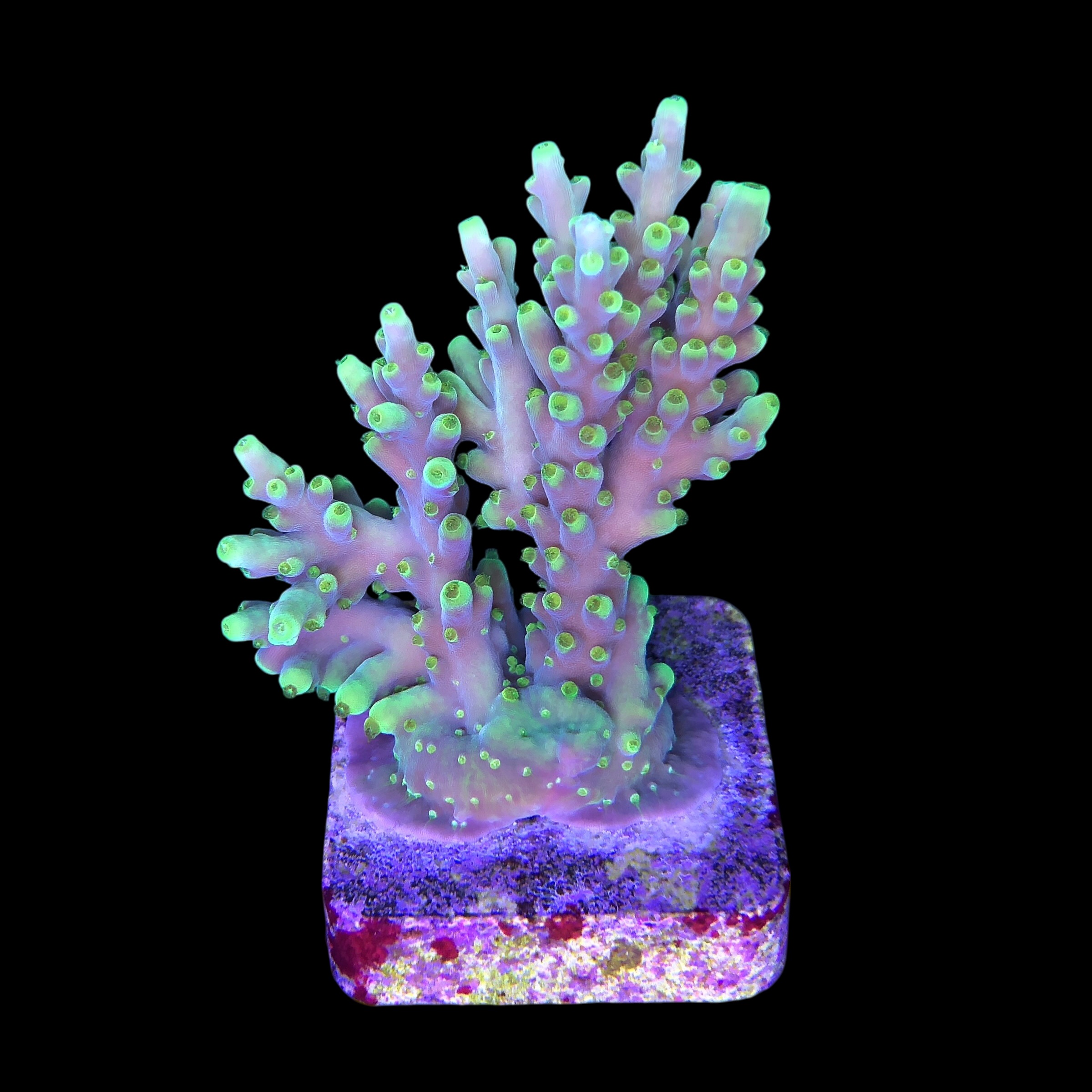 Toxic Green G - Imagem 2