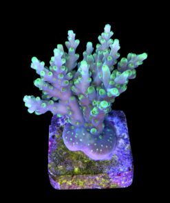 Alternative view of Toxic Green G