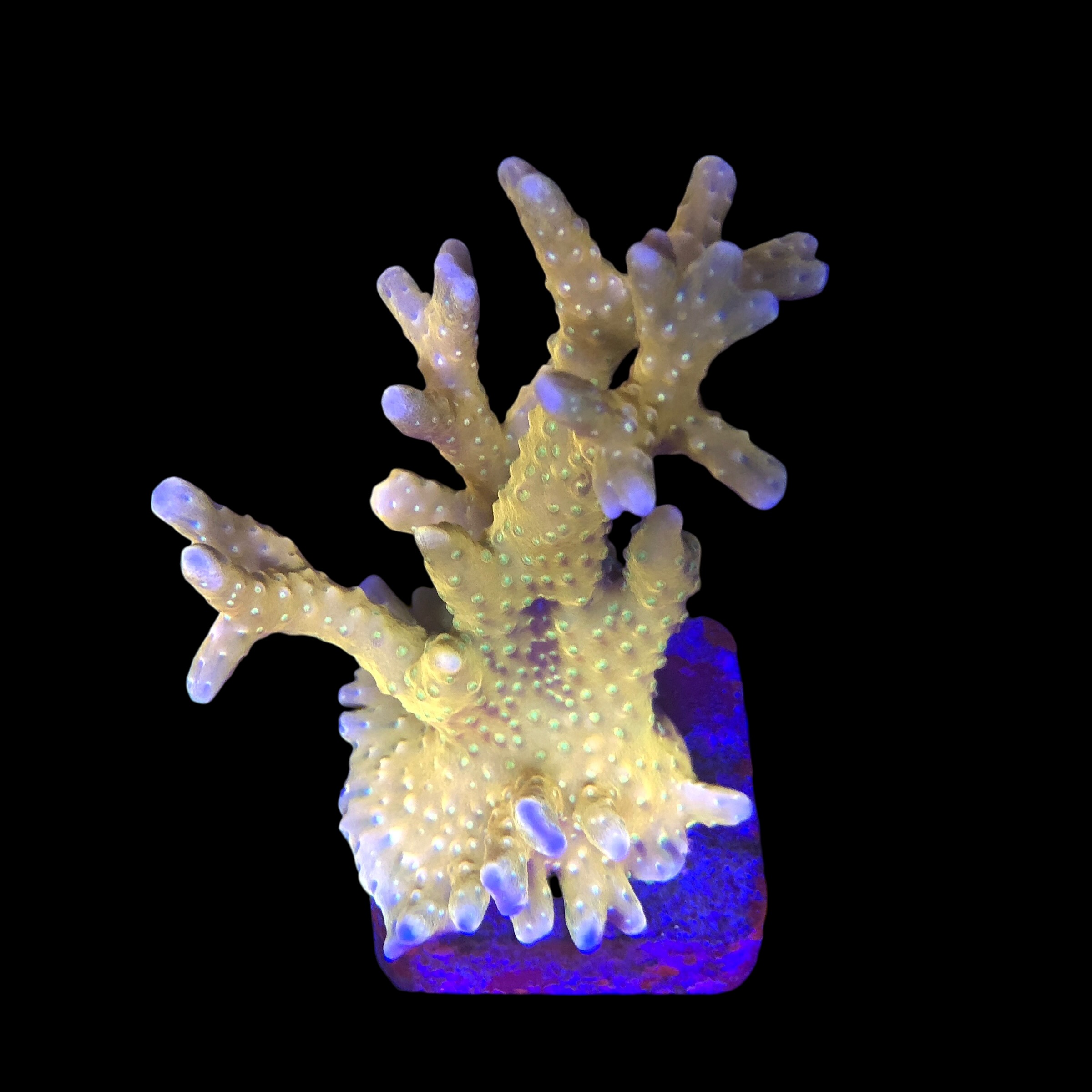 Tropicana Anacropora G