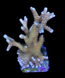 Alternative view of Tropicana Anacropora G