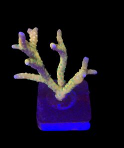 Tropicana Anacropora G