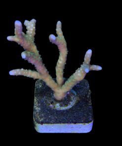 Alternative view of Tropicana Anacropora G