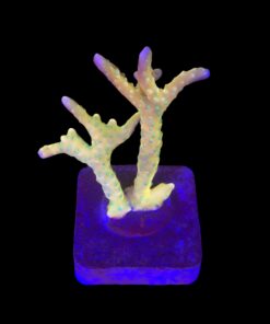 Tropicana Anacropora G