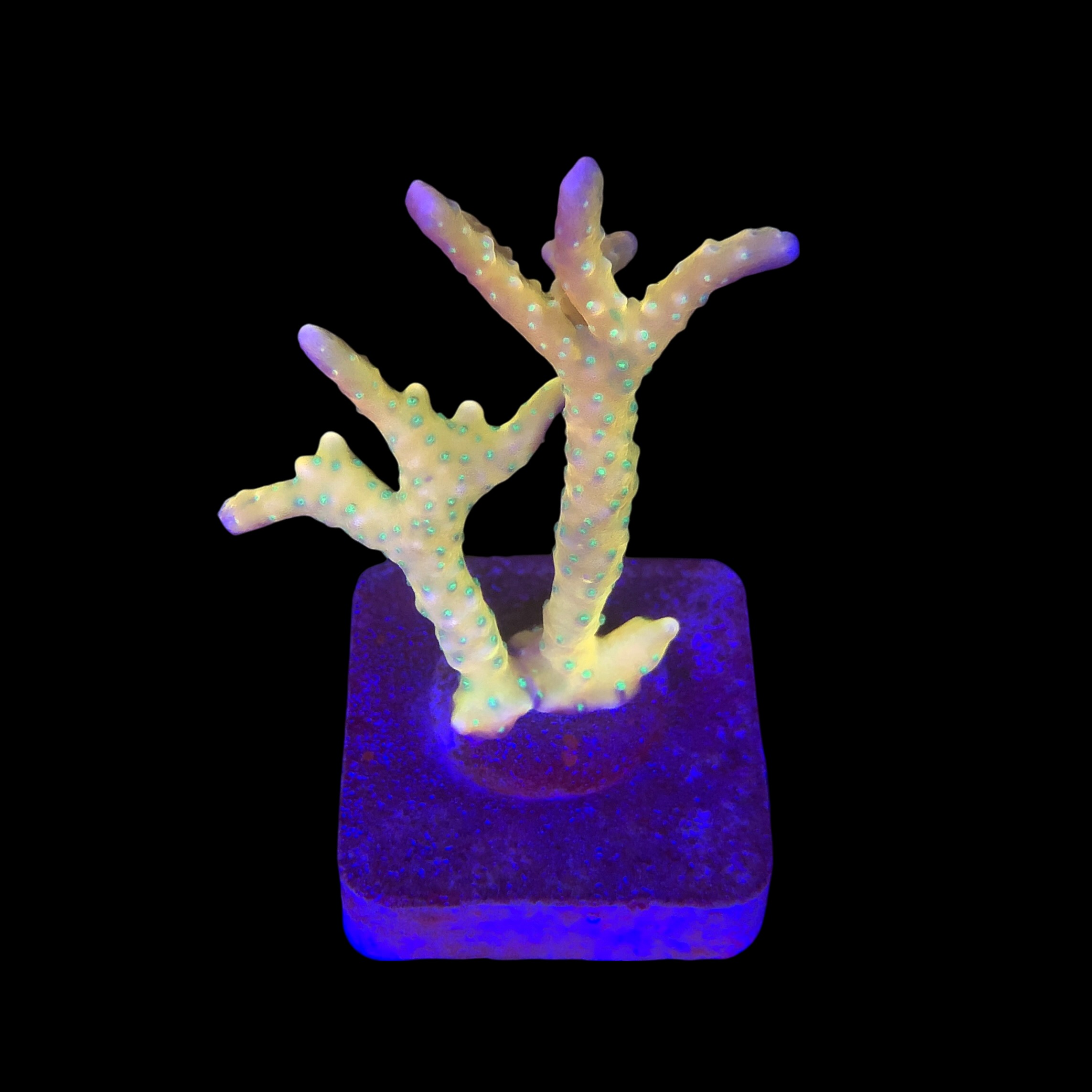 Tropicana Anacropora G