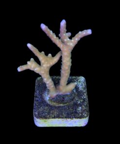 Alternative view of Tropicana Anacropora G