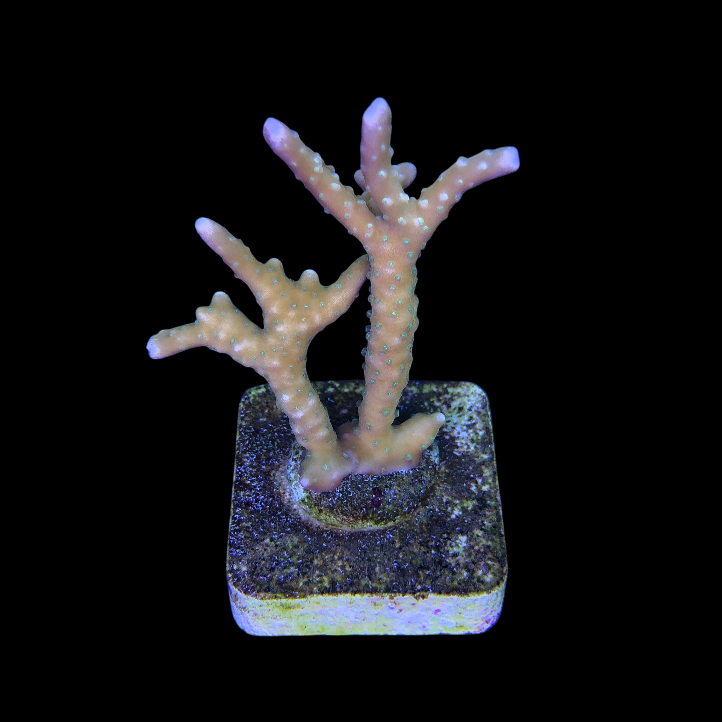 Tropicana Anacropora G - Imagem 2
