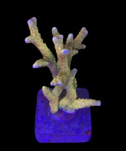 Tropicana Anacropora G